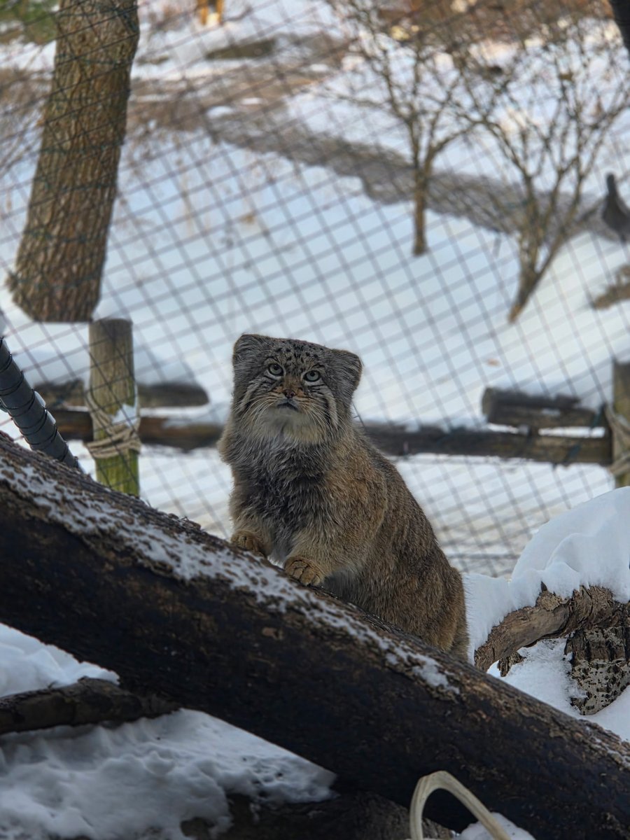 CincinnatiZoo's tweet photo. Mushu is built for the cold! Pallas's cats have the densest fur of any cat in the world. Their gray winter coats help them stay insulated when temperatures in the mountains drop below -58 degrees Fahrenheit! https://t.co/NHX93Y6iGv