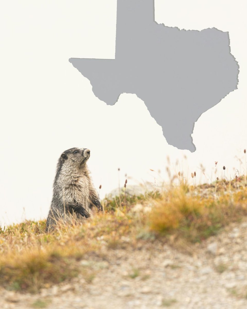 Hurricane Harbor Splashtown tweet media