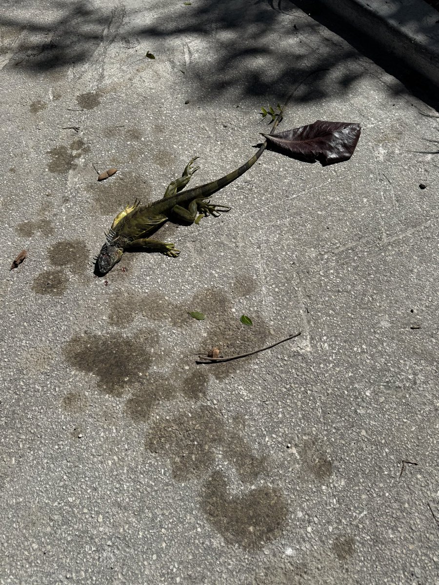 MikeGrunwald's tweet photo. It happens. #MiamiIce https://t.co/QyAVfzRVhW