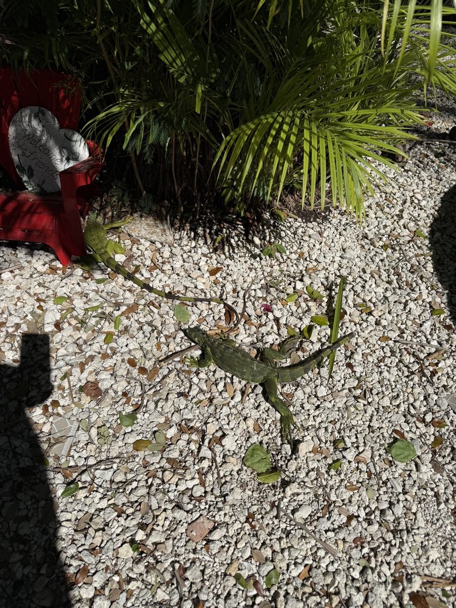 MikeGrunwald's tweet photo. It happens. #MiamiIce https://t.co/QyAVfzRVhW