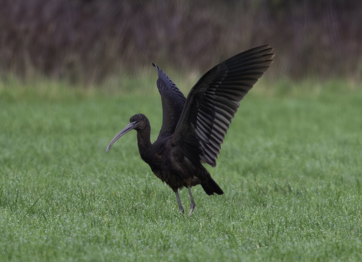 Glossy ibis, Copt Hall NT, Essex <a href="/EssexBirdNews/">EBwS Bird News</a>