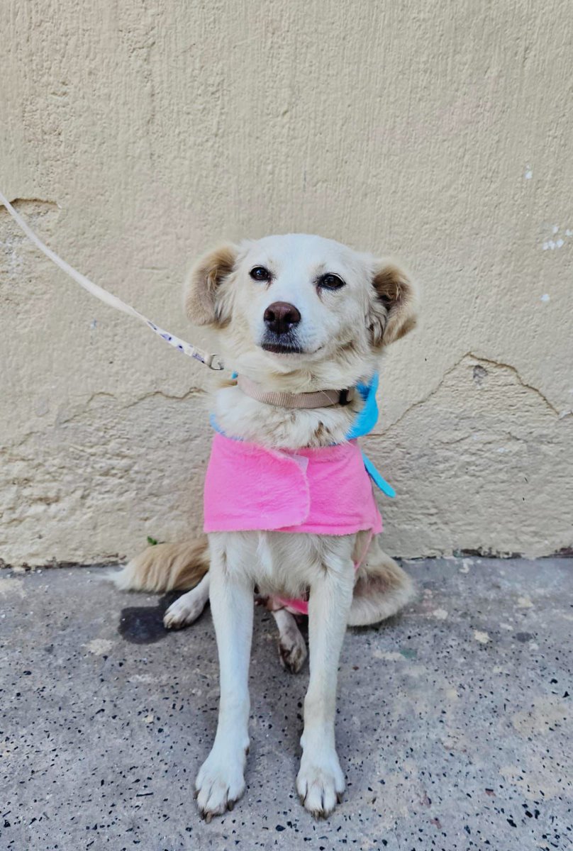 guatexanimales2's tweet image. Caso 15-2026 Creme Brulee es una perrita hembra de un año no le, amorosa sociable que rescatamos del abandono  ideal para casas pequeñas o apartamentos es muy dulce la vas 😍 amar 
Pide formulario y cambia una vida 🐕 
#adoptanocompres❤️ 
#adoptadog #perro #rescatada