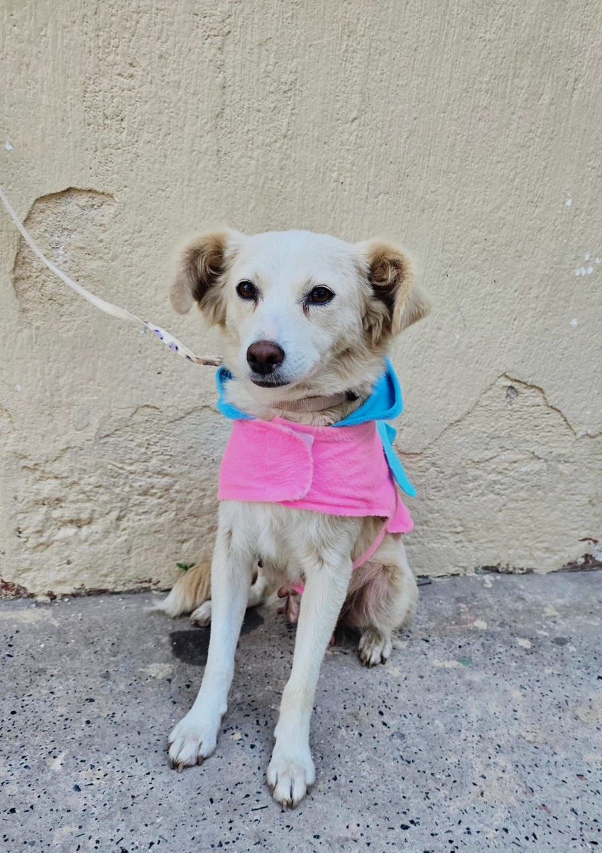 guatexanimales2's tweet image. Caso 15-2026 Creme Brulee es una perrita hembra de un año no le, amorosa sociable que rescatamos del abandono  ideal para casas pequeñas o apartamentos es muy dulce la vas 😍 amar 
Pide formulario y cambia una vida 🐕 
#adoptanocompres❤️ 
#adoptadog #perro #rescatada