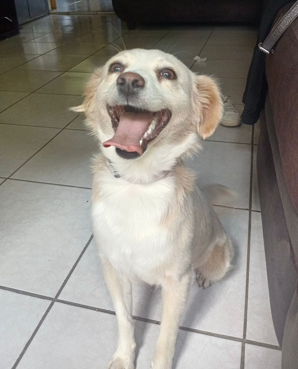 guatexanimales2's tweet image. Caso 15-2026 Creme Brulee es una perrita hembra de un año no le, amorosa sociable que rescatamos del abandono  ideal para casas pequeñas o apartamentos es muy dulce la vas 😍 amar 
Pide formulario y cambia una vida 🐕 
#adoptanocompres❤️ 
#adoptadog #perro #rescatada