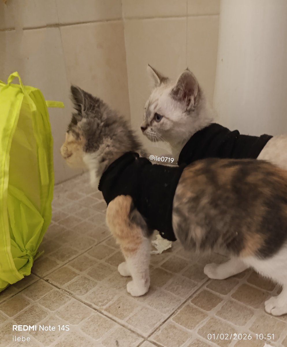 ilebe 🏃♀️🐈🐾🐕 tweet media