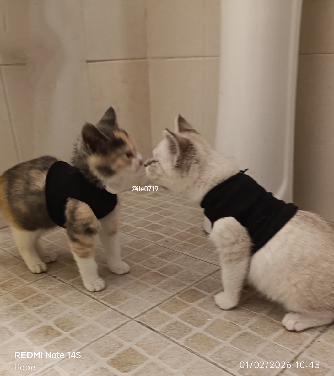 ilebe 🏃♀️🐈🐾🐕 tweet media