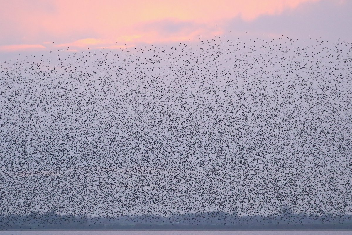 Neal Warnock tweet media