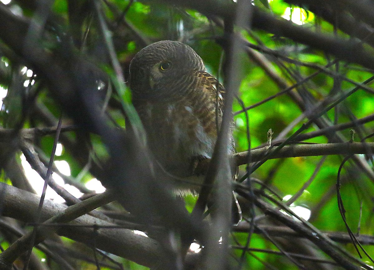 sean clancy tweet media