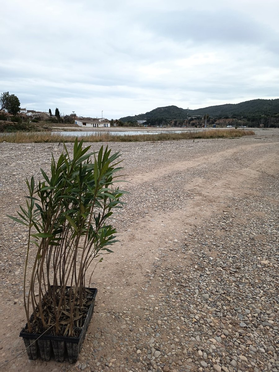 FundLimne's tweet photo. El #ConveniTúria avança! 💚 Busquem la teua participació per a impulsar la biodiversitat del riu.
Hem estat a #Gestalgar plantant i escoltant la ciutadania.
La teua veu és clau!
Fes-te’n voluntari/a!

@CHJucar  #RiuTúria #VoluntariatAmbiental https://t.co/EBBSpa71C6
