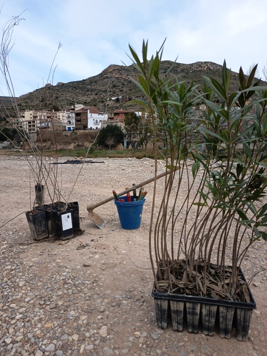 FundLimne's tweet photo. El #ConveniTúria avança! 💚 Busquem la teua participació per a impulsar la biodiversitat del riu.
Hem estat a #Gestalgar plantant i escoltant la ciutadania.
La teua veu és clau!
Fes-te’n voluntari/a!

@CHJucar  #RiuTúria #VoluntariatAmbiental https://t.co/EBBSpa71C6
