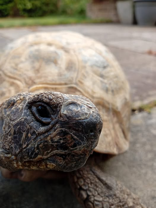 AlbertTortoise's tweet image. It's #February + #NationalStorytellingWeek in #NationalYearofReading. This is #ALBERTthetortoise reporting a big week all round. Mainly for HIM. I sleep on. Instructions are in hand for #events with my #books. Hope it's grand for all. #TakeCare AlbertTortoise.com
#tortoise