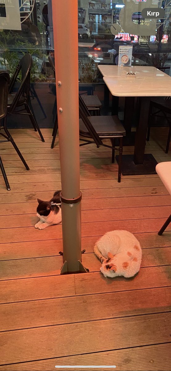 KAVACIK CARREFOURSA
<a href="/CarrefourSA/">CarrefourSA</a> 

KEDİLER NERDE??

@syrnsnci 

‘8 GÜNDÜE KAYIPLAR CARREFOURSANIN BONHEUR CAFESİNDE SÜREKLİ UYUYAN BU İKİ CAN ARTIK 8 GÜNDÜR YOK LÜTFEN POSTA CARREFOURSA ETİKETLER MİSİNİZ TEK ŞANSLARI BİZİZ BULAMIYORUM LÜTFEN ÇOK GEÇ OLMADAN’