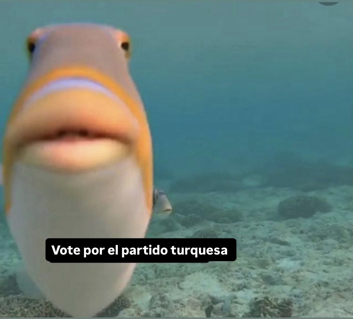 *Me acerco al centro de votación para emitir el voto

*Un jaguar que salió de la alcantarilla:
