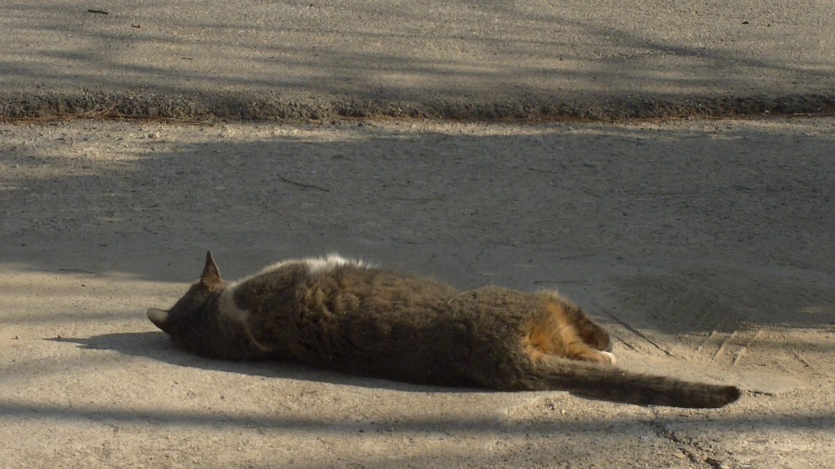 뉴캠코더 색감 너!무! 마음에 들어