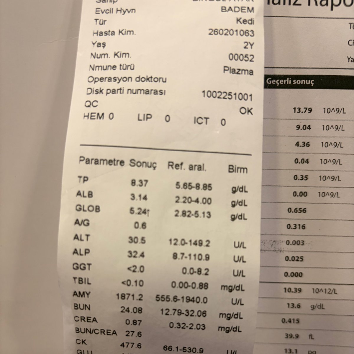 toptopistoprak's tweet photo. Bademe FIP ve Kan Paraziti teşhisi kondu. 😭 
Hem ıslak hem kuru karışık formdaymış FIP. 
14 gün boyunca kan paraziti için tedavi uygulanacak ve 84 gün boyunca GS tedavisi görücek. 🥺

Bu süreçte bize destek olur musunuz? 🙏🏻😭
Hepsi üst üste geliyor artık, çok yoruldum. 
Tahlilleri görsellerde mevcut. 
28 Şişe GS ilacına ihtiyacımız var, ayrıca parazit tedavisi içinde desteğe ihtiyacımız var acil 🙏🏻😣 

Lütfen paylaşır mısınız? Çok desteğinize ihtiyacımız var 🙏🏻😞