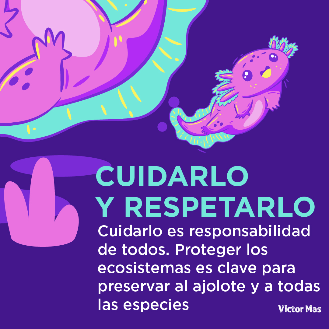 Pequeño, sonriente y con superpoderes 😎. El ajolote regenera partes de su cuerpo, conquista corazones y nos recuerda lo increíble que es la naturaleza 💚.
 
Celebremos el #DíaNacionalDelAjolote conociendo más de este amiguito y promoviendo su cuidado.