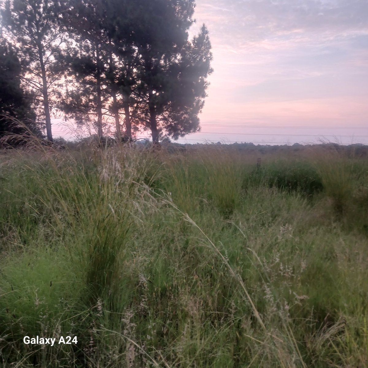 PHORA13871's tweet photo. Good day.

Please assist with grass cutting @ open spaces between Ford company (Samcor) and Nellmapius ext1, Willow manor and Bali Village. It cause health harzadous and hidding place for criminals. https://t.co/iSwlN0UBxK