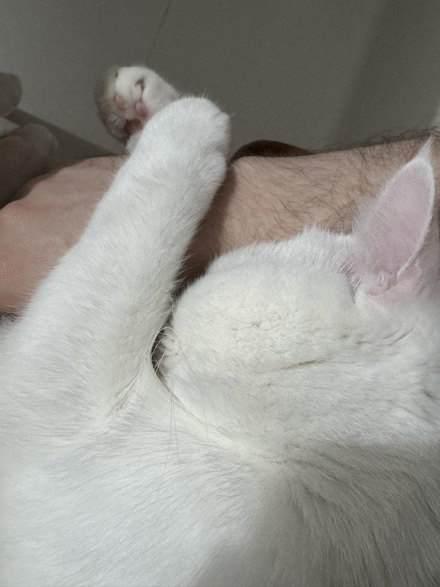 Wie kann ein Tier bitte nur so süß sein 🥺❤️