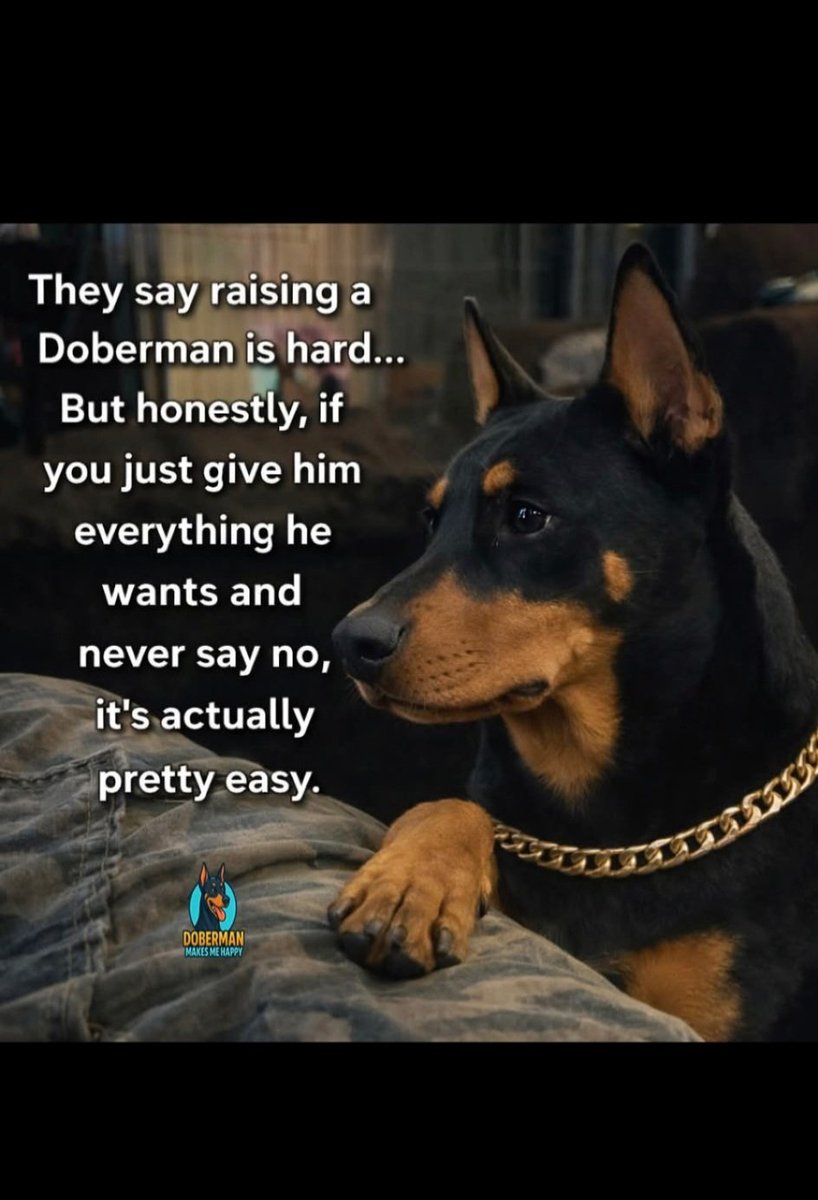 DobiesLv's tweet image. 😁🐾💛 #doberman #dobermanrescue