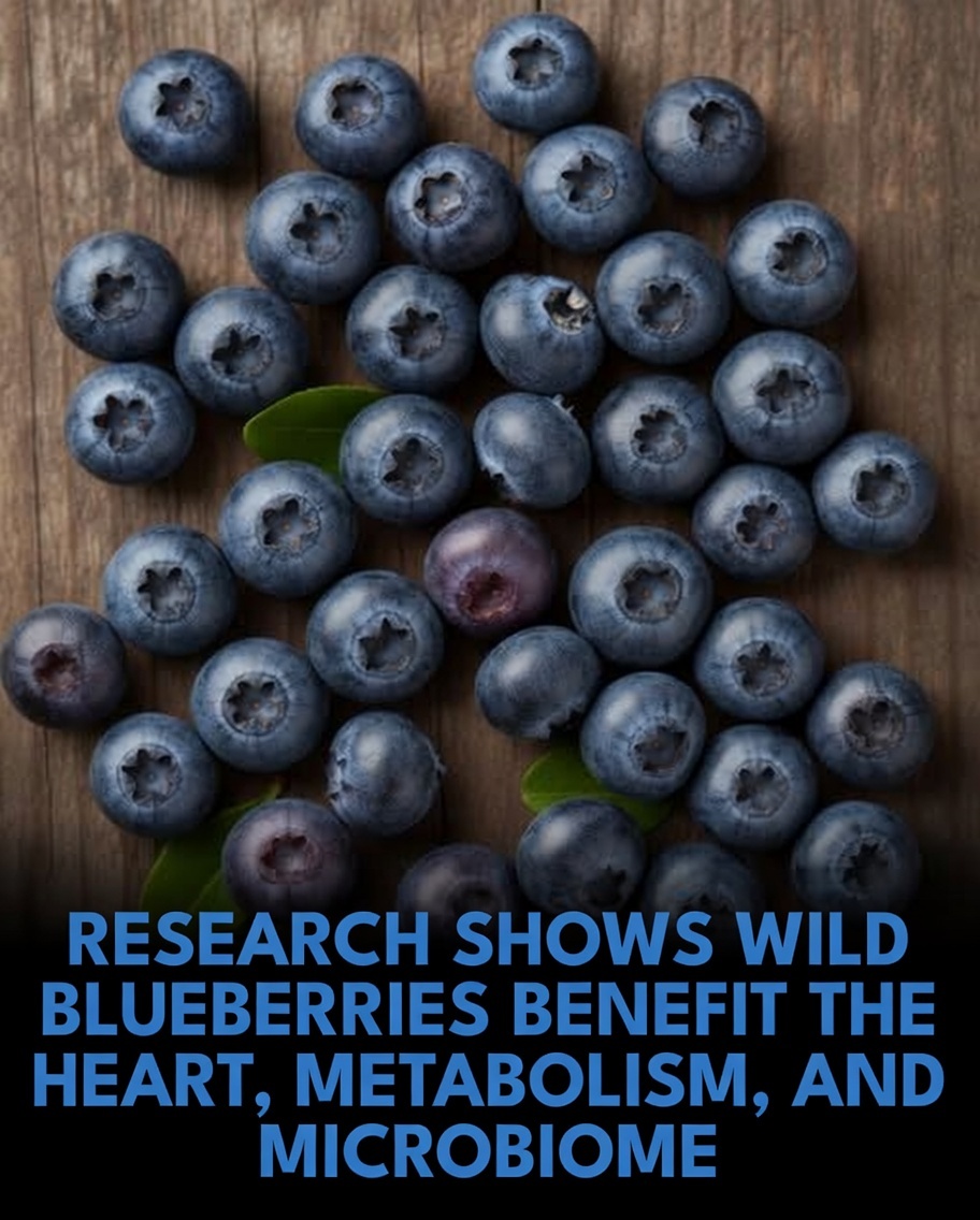 Consuming about one cup of wild blueberries per day can provide meaningful support for heart health, metabolic function, and the gut microbiome, according to a comprehensive new scientific review.

Wild blueberries (also known as lowbush blueberries, Vaccinium angustifolium),