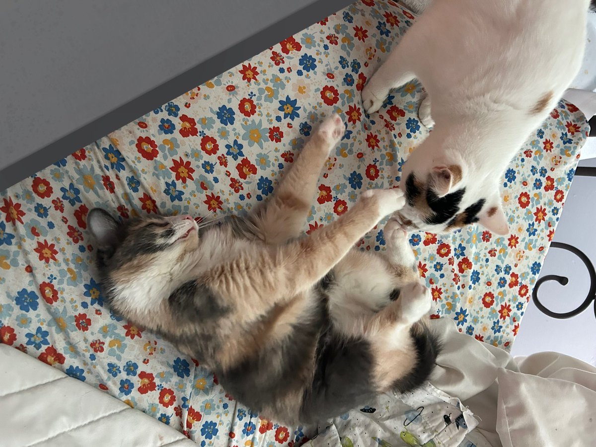 monkey & zoe ❤️ oreo 🌈 tweet media