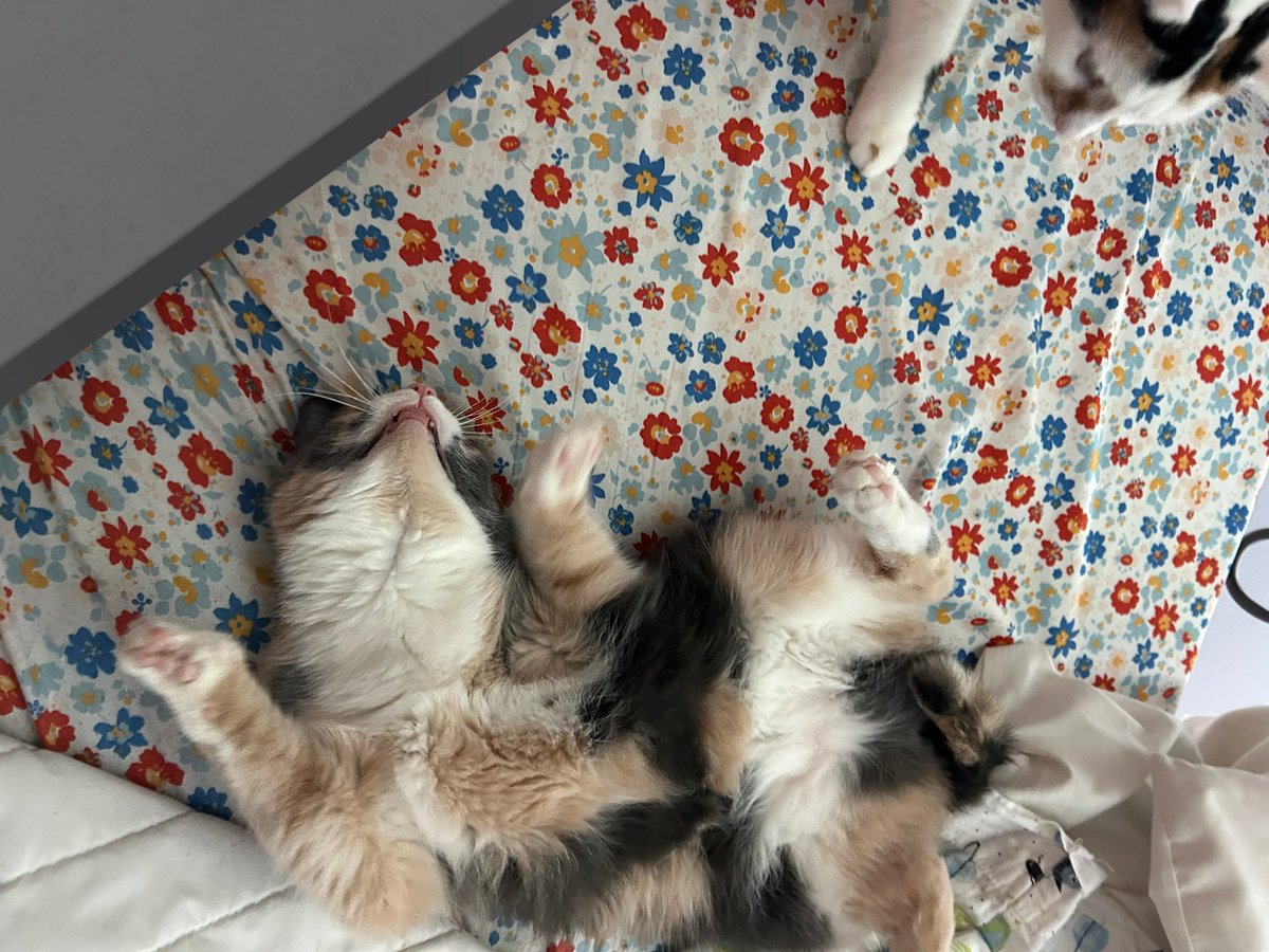 monkey & zoe ❤️ oreo 🌈 tweet media