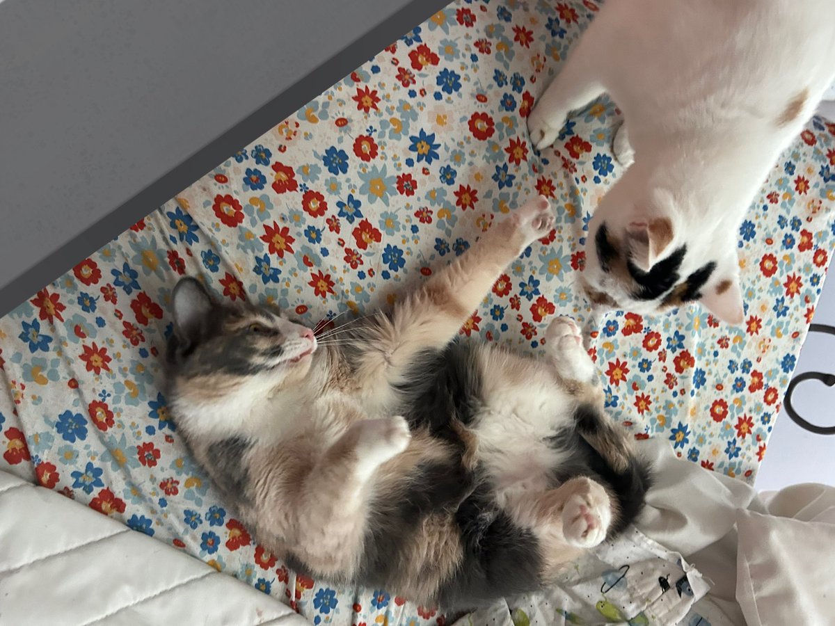 monkey & zoe ❤️ oreo 🌈 tweet media