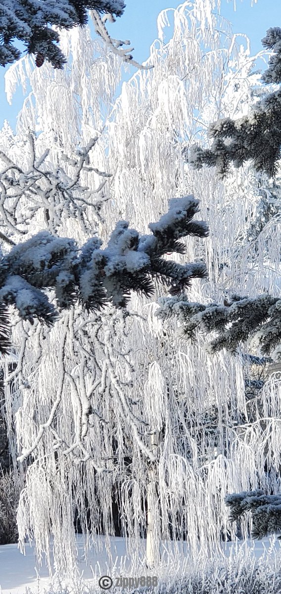 zzippy888's tweet photo. Sunday 1 February

Today’s Daily Picture Theme is ‘Favourite picture from January'

RT or reply with your own photo

Tomorrow’s theme will be ‘Contributor's Choice: 'View from your window''

#DailyPictureTheme 
#Rime #Ice on a #Willowtree https://t.co/xbKqiFSEC2
