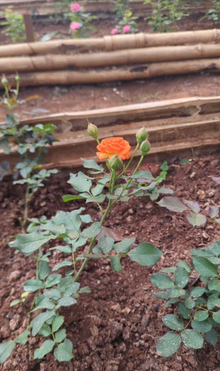 Roses disponible pour toutes vos petites attentions.
Durée de vie : 10 jours 

Mes bouquets ont l'Art de Sceller ce qui est éphémère ! 
Contact : +237654894166
🥰🥰🥰