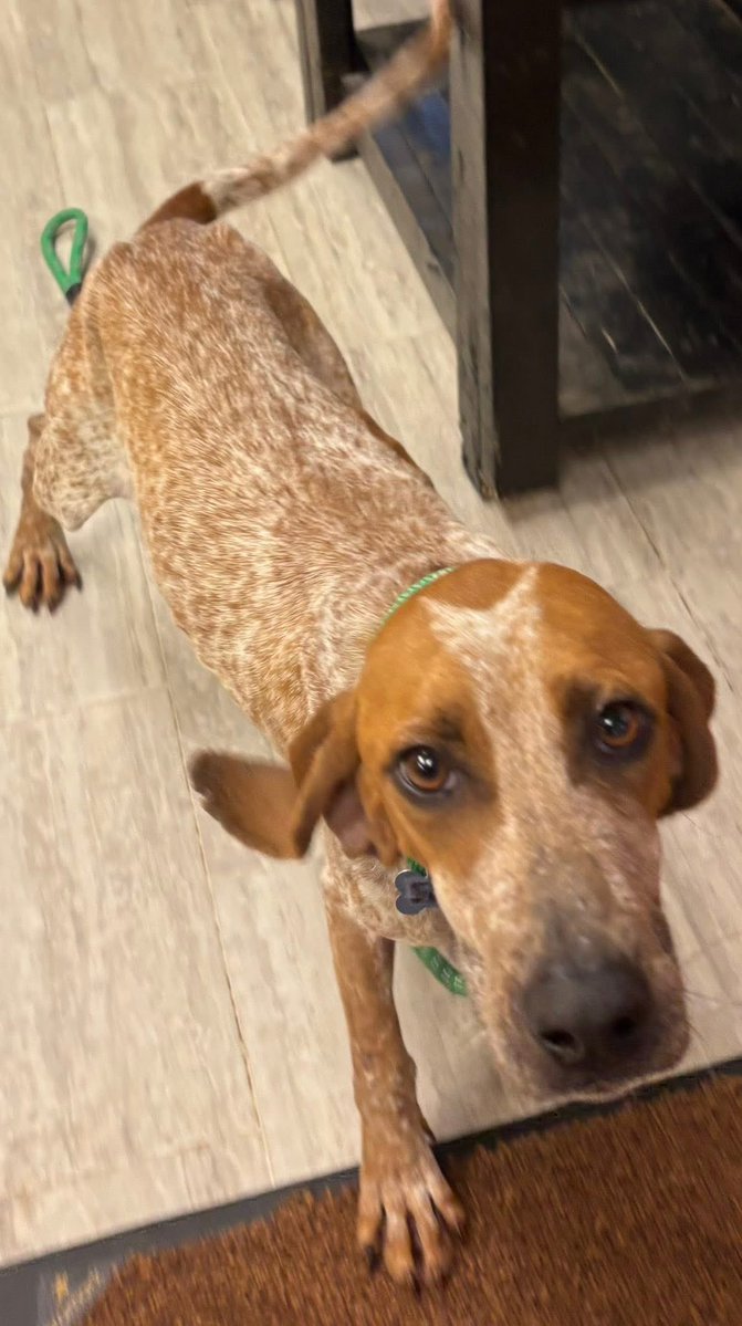 _AHOD_'s tweet image. Meet Fern, our newest poopa hound! This petite, mid-30 lb young girl just wants love, cuddles &amp;amp; kisses. Found dumped at a dumpster, she’s safe now and gaining weight. HW+, she’ll start treatment after doxy. Please send her some love!
#RescueDog #AdoptDontShop #HoundDog #dogsofx