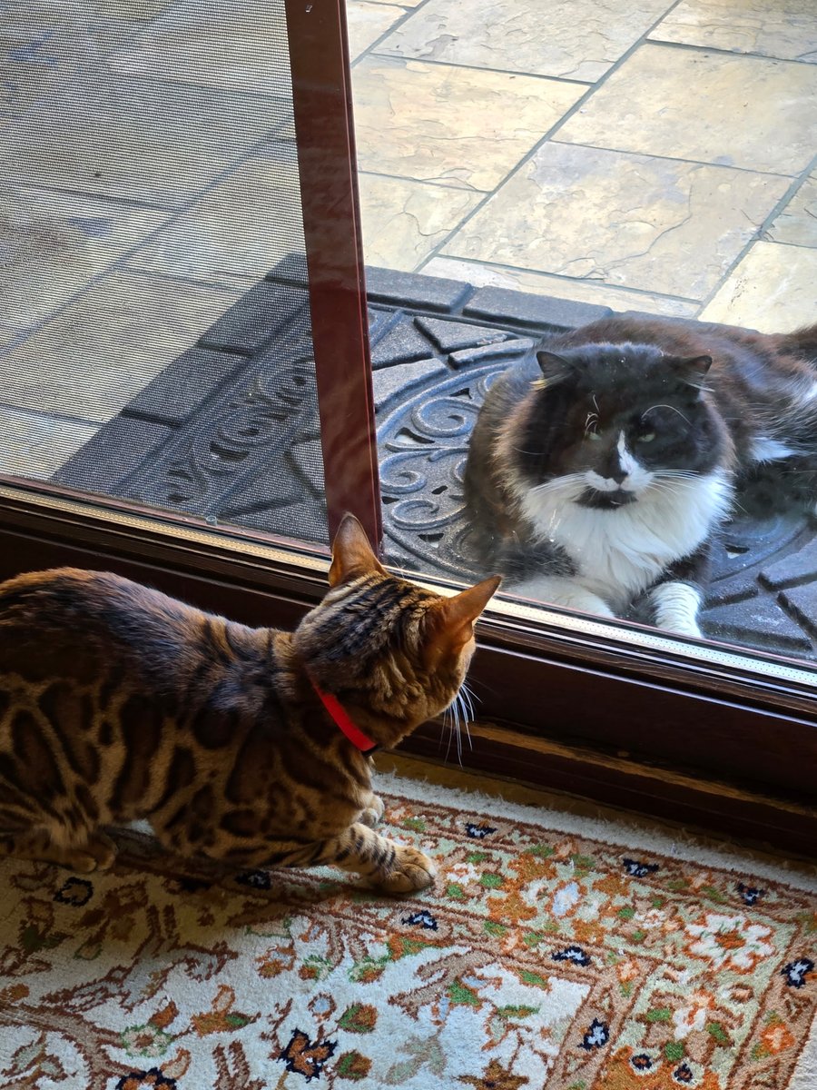 jambound's tweet image. Please enjoy this picture of an indoor-only thousand dollar purebred Bengal cowering as the neighbor's fat fucking chud barn cat aurafarms on him