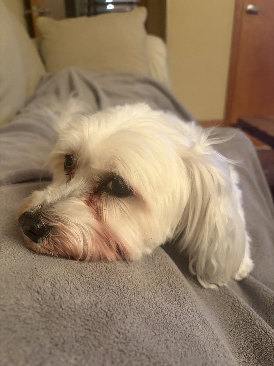 Stephen Chang tweet media