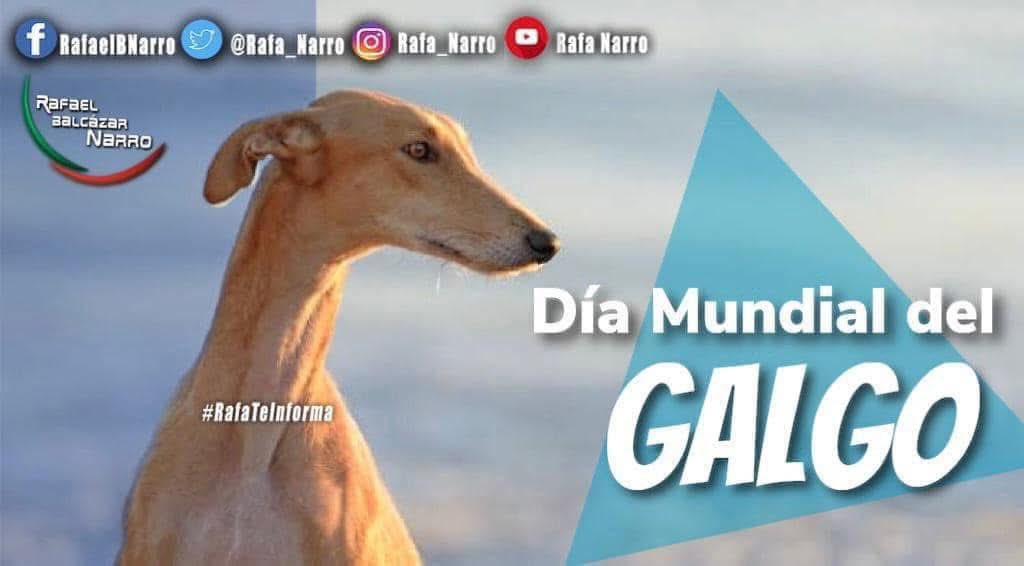 Rafa_Narro's tweet photo. #BuenDomingo #RafaTeInforma Hoy es Día Mundial del #Galgo, para concienciar de los maltratos a los que son sometidos estos animales, ofreciéndolos en adopción como #animales de #compañía.
Tu amigo #Rafa #Balcázar #Narro #Distrito19 #DTTO19 #TDB #Tlalnepantla #Edomex https://t.co/rP3kDNA7Uj