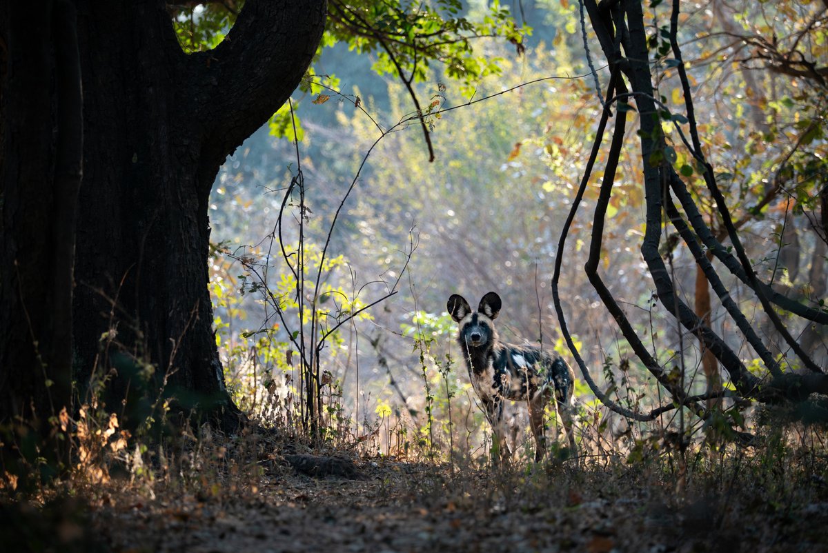 NerdsThatGeek's tweet image. The struggle for power gets underway in the next episode of #Kingdom on @BBCAmerica, and we are here to recap one fascinating tale! #BBCAmerica nerdsthatgeek.com/television/kin…