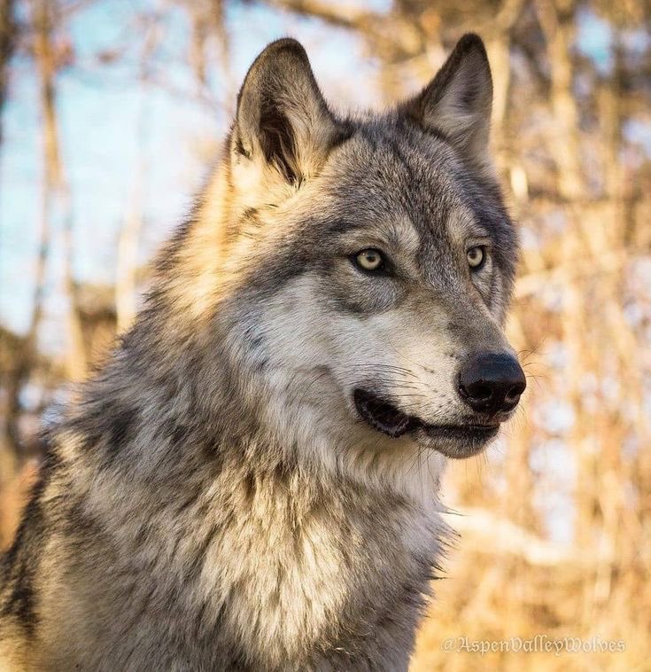 jackwolfewolves tweet picture