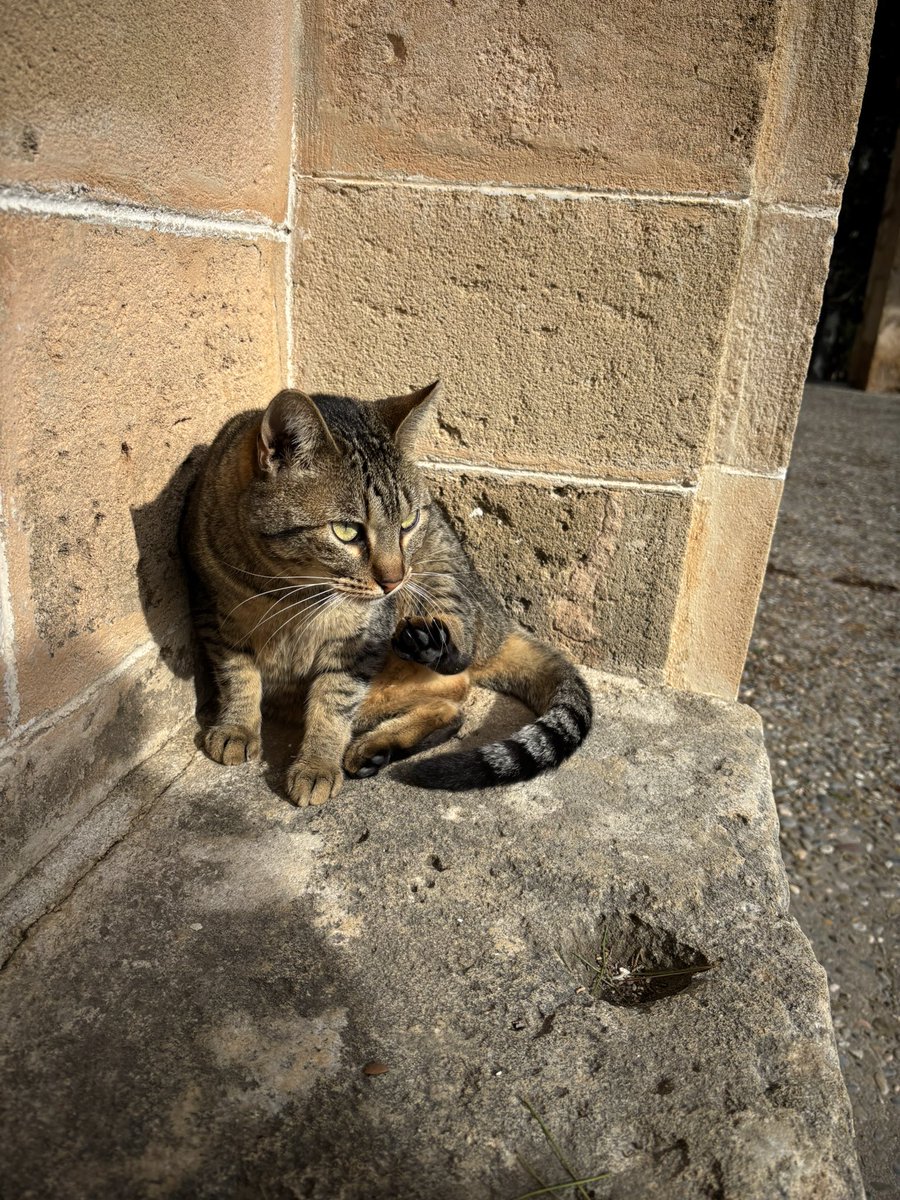 Never Strays Far tweet media