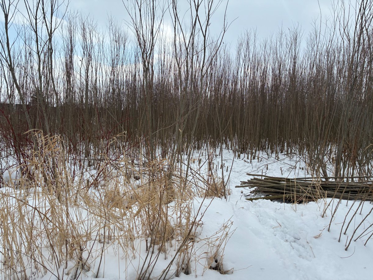 We ❤️ 🇨🇦 winter for making biochar on the farm - 20 C is alright for us