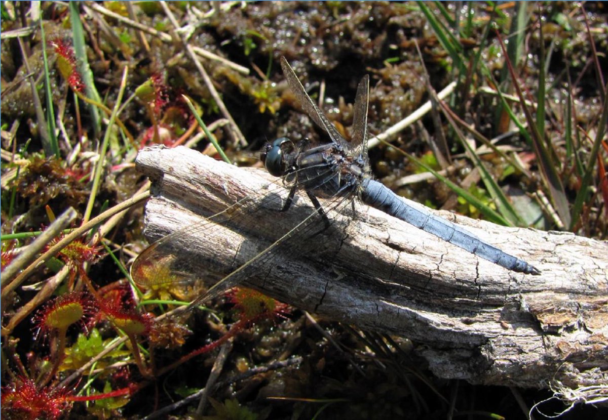 British Dragonfly Society tweet media