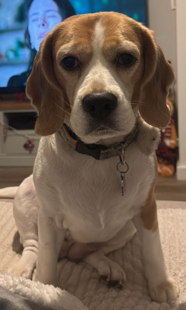 millypod1's tweet image. 🆘31 Jan 2026 #Lost Faith #ScanMe
Beagle Female POSS INJURED
Lost in a field, last seen around Apsley and Leys Road
#HemelHempstead #Hertfordshire #HP3
doglost.co.uk/dog/201952