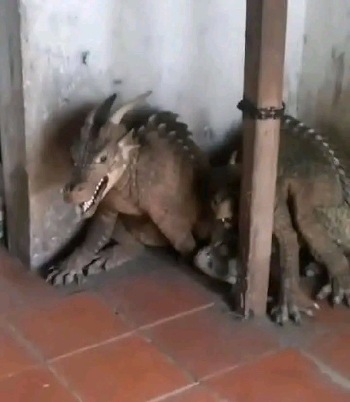 AlphaofKD🥶🇳🇬 tweet media