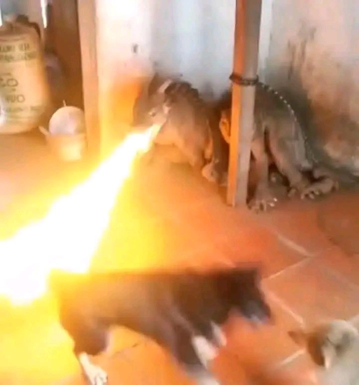 AlphaofKD🥶🇳🇬 tweet media