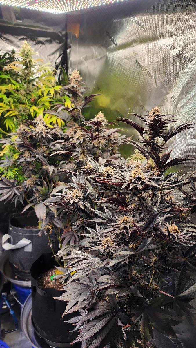 DashRR3957's tweet photo. Northern Lights Day 62 💚✌️🏾
#Growyourown https://t.co/apbQn2b9sE