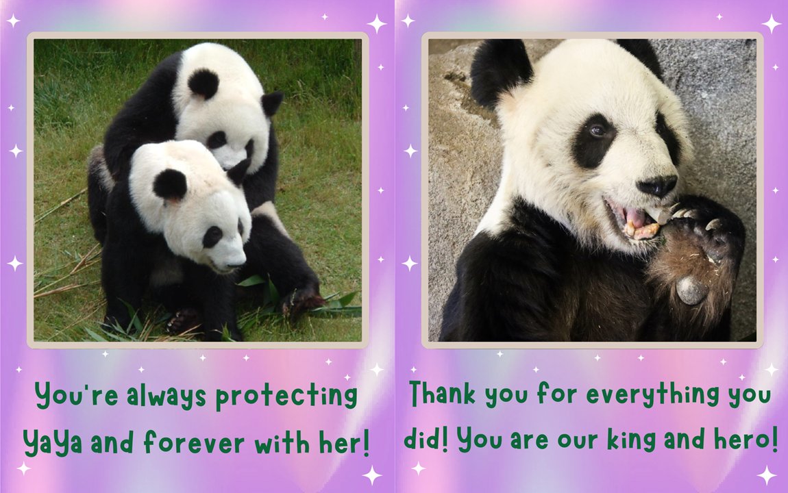 pandavoices.org tweet media
