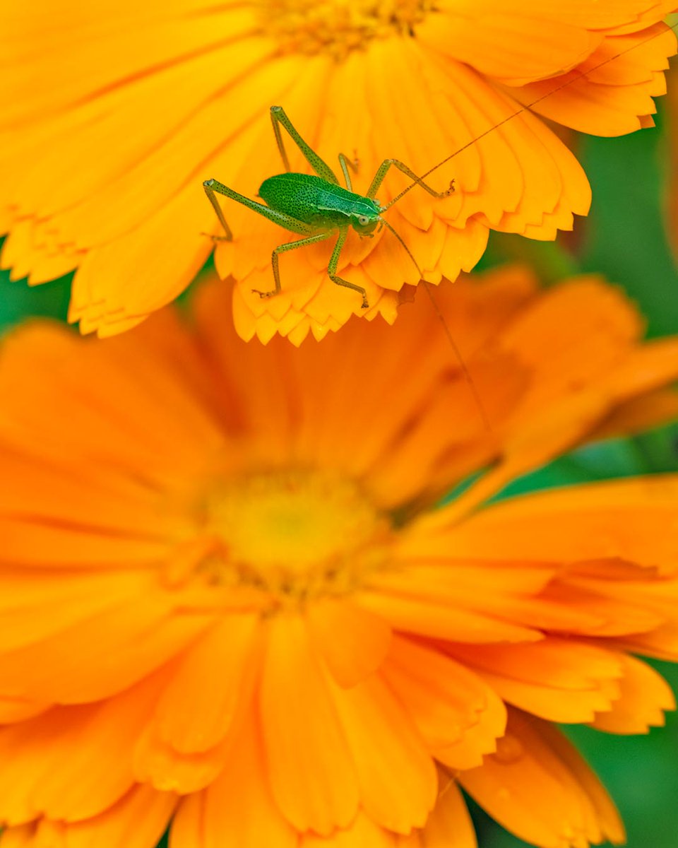 Nimfa de Tettigonia viridissima sobre flors de calèndula.
Fujifilm X-H2 + Fujinon 70-300
<a href="/MuseuBdn/">Museu de Badalona</a> <a href="/petroliedicions/">Pont del Petroli Edicions</a> <a href="/fujifilm_es/">Fujifilm España</a>  <a href="/Foto_K/">Foto K</a>