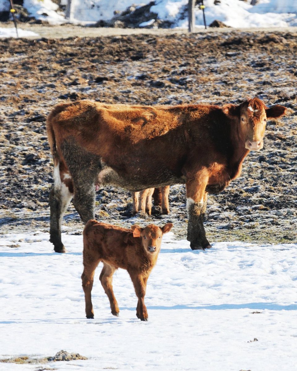 AgSmartOlds's tweet photo. Calving season is underway for many Alberta producers. From checking facilities to reviewing nutrition and health protocols, the work done now supports calf health and cow recovery. Winter conditions make planning and monitoring essential for a smoother season ahead. https://t.co/JPU8pONHaB