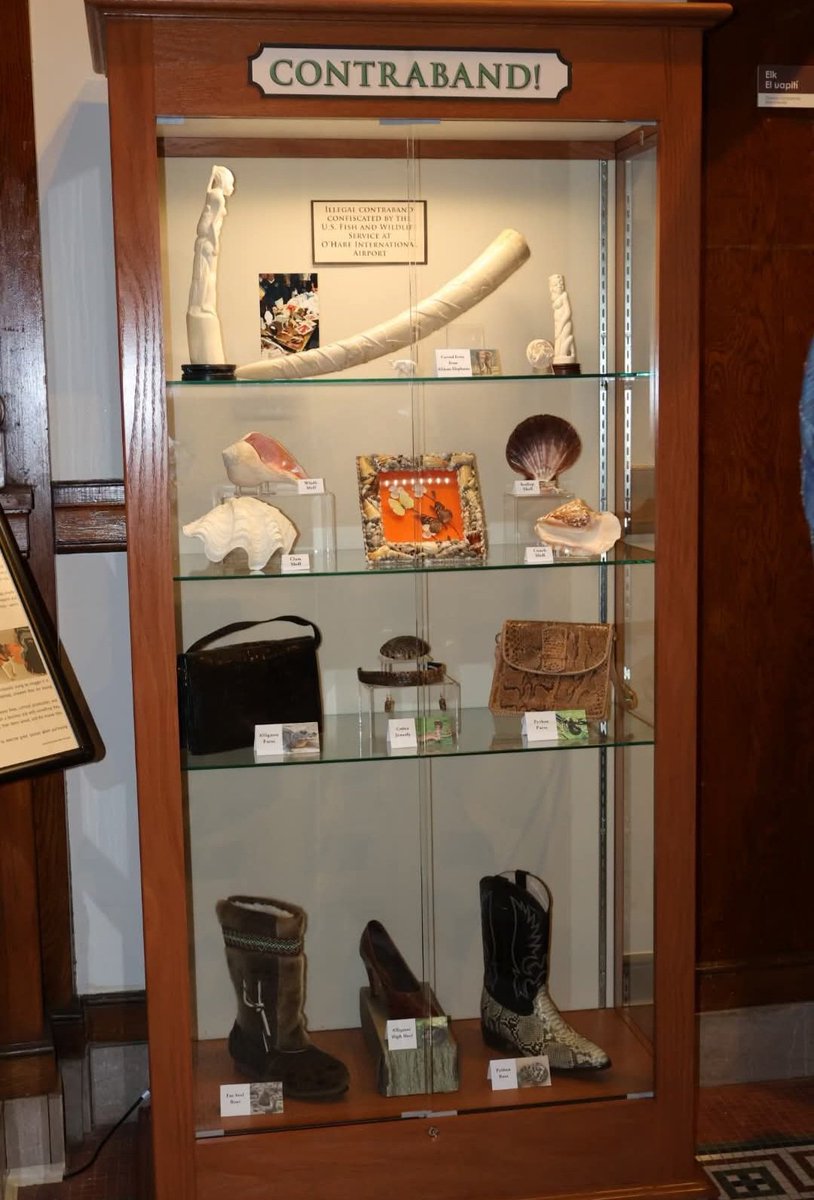 Elgin Public Museum tweet media