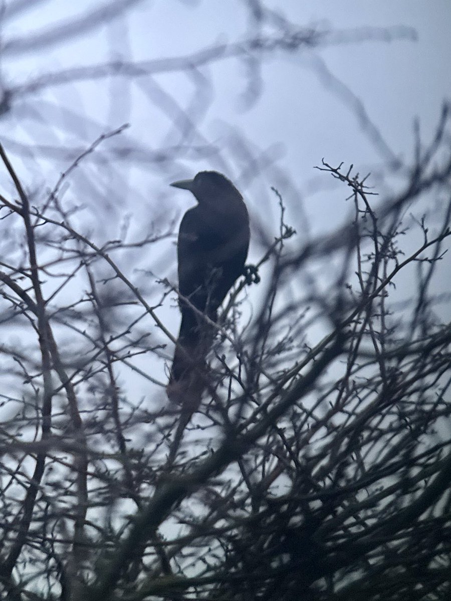 kevin smith tweet media