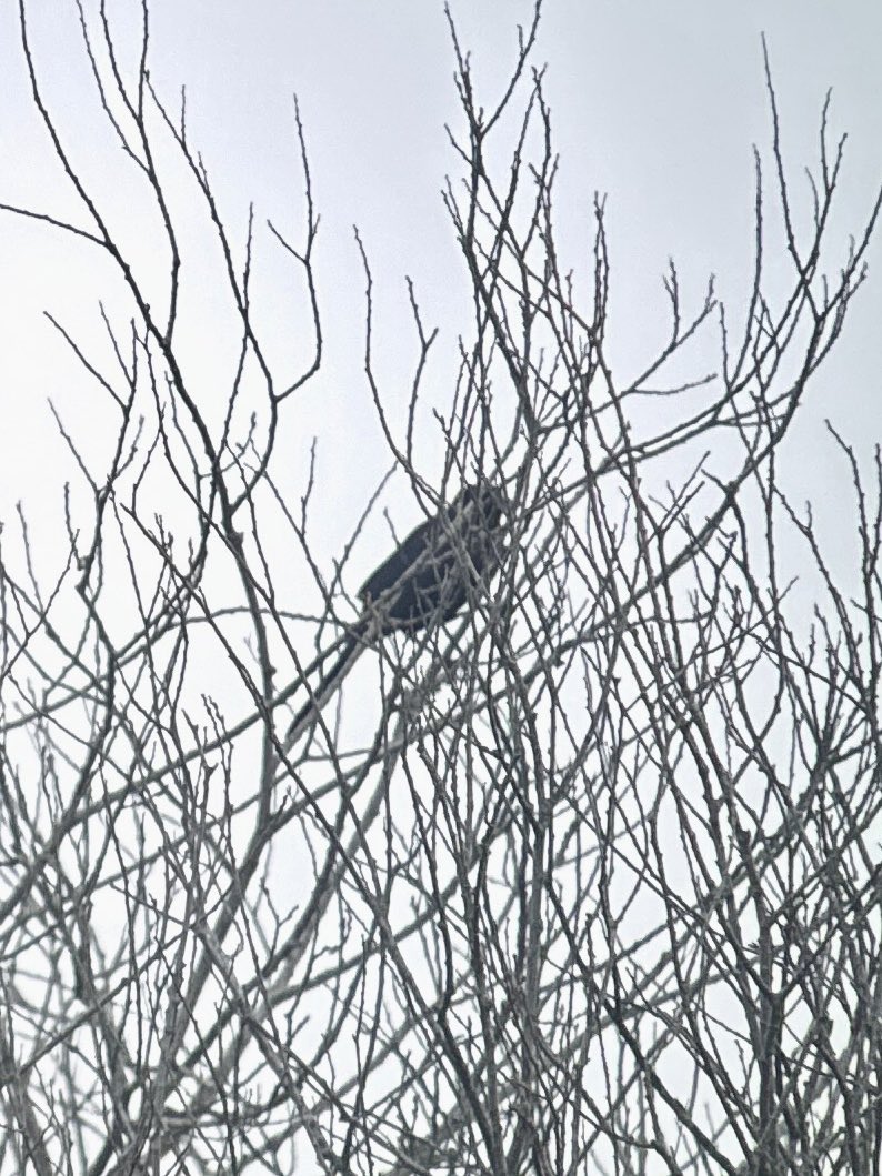 kevin smith tweet media