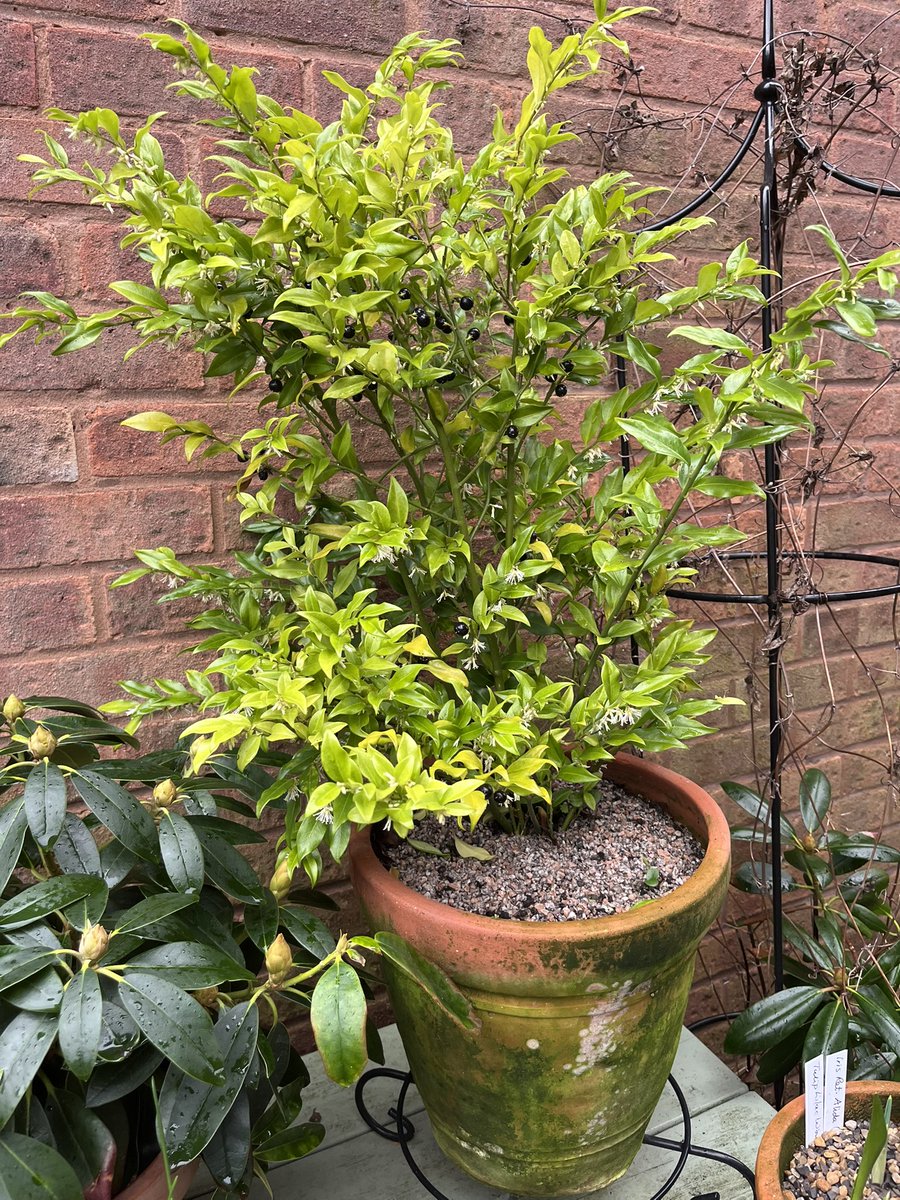 Milhart66Ken's tweet photo. My two potted Sarcococca
that show both flowers and black fruit at this time of year are sending out their gorgeous fragrance presently. #gardening #gardeninglife #Sarcococca https://t.co/JPxjGrjzW8