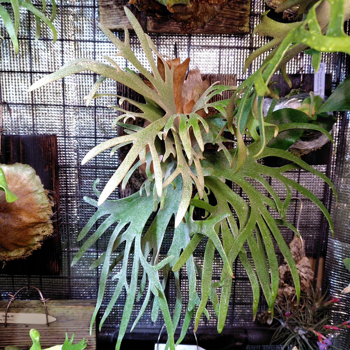 おはビ
#platycerium
#ビカクシダ